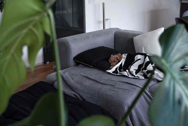 ワンコ暮らし🐶🌿
#home #house #roomtour #livingroom #sofa #dog #interior
#ワンコと暮らす家 #建築家と造る家 #インテリア #ルームツアー #犬と暮らす家 #犬
#hay #mytone #cado #ligneroset