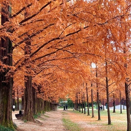 #주말에제일바빠 #나가놀아요
담양으로 단풍놀이 왔어요🍂
오늘이 지나면 정말 추워질껀가봐요
다들 환절기 감기 조심하세요🥶
#주말 #주말일상 #나들이 #단풍 #담양 #데이트 #주말나들이