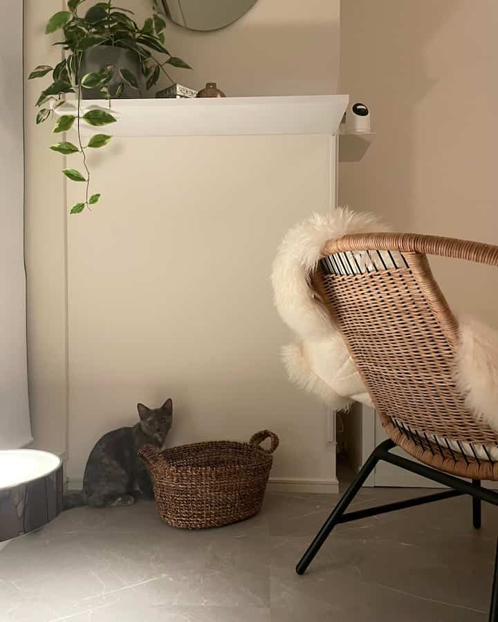 ベージュの壁と木目調のラタンチェアが配置され、床に座る猫とペットベッドのあるナチュラルなリビングスペース