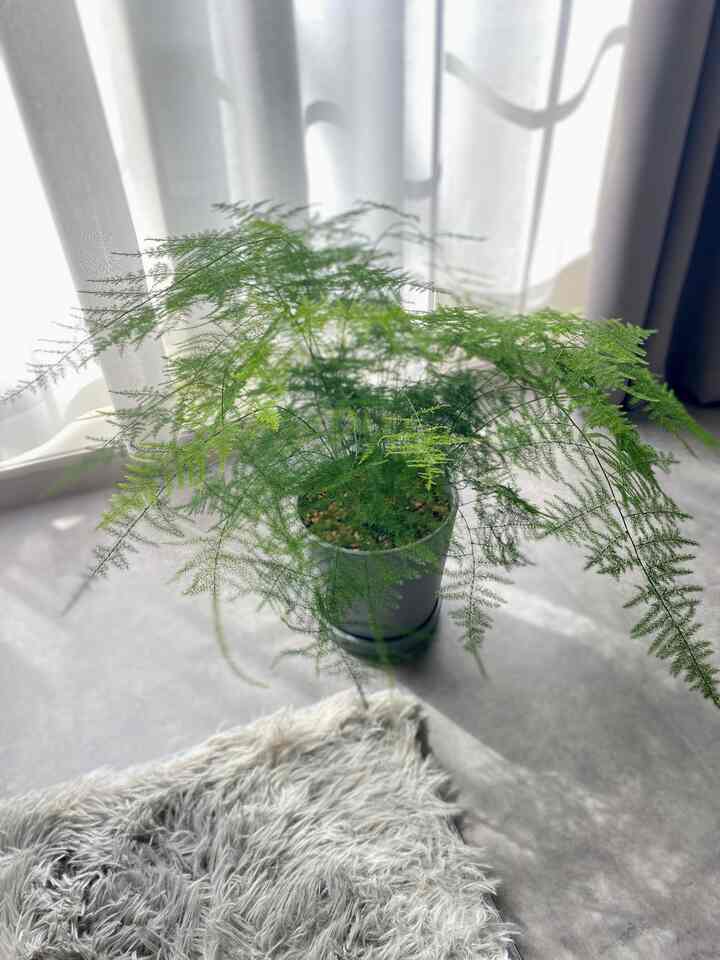 春夏で大きくなりました！ 

変なポーズでウィンクして待ってはったので📷
#観葉植物 #北欧 #IKEA #ラグ #アスパラガス 