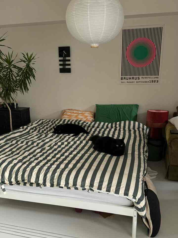 White and gray toned bedroom featuring a striped bedspread and two black cats creating a cozy atmosphere