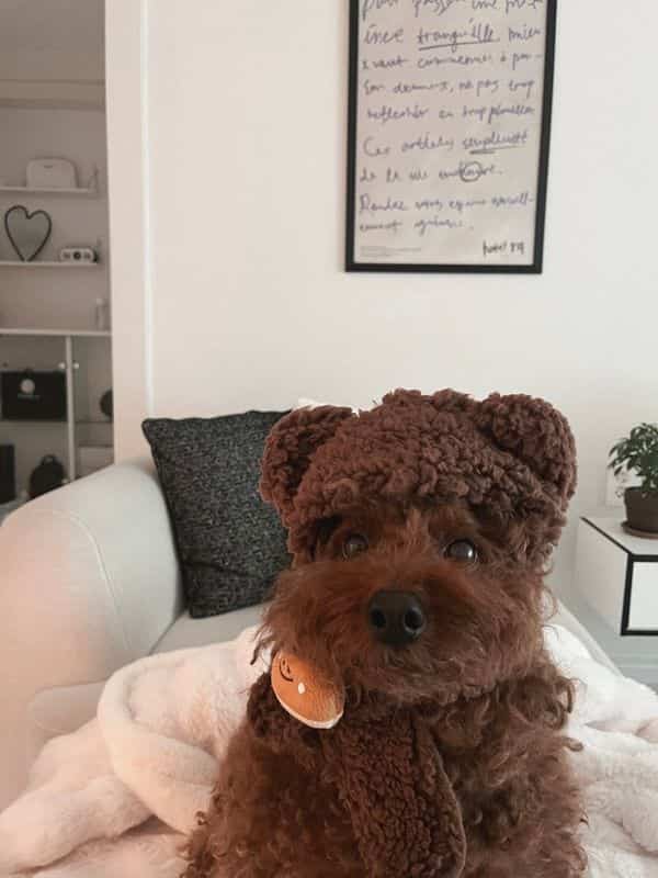 Monotone living room with white walls and sofa featuring a brown poodle dog sitting centrally