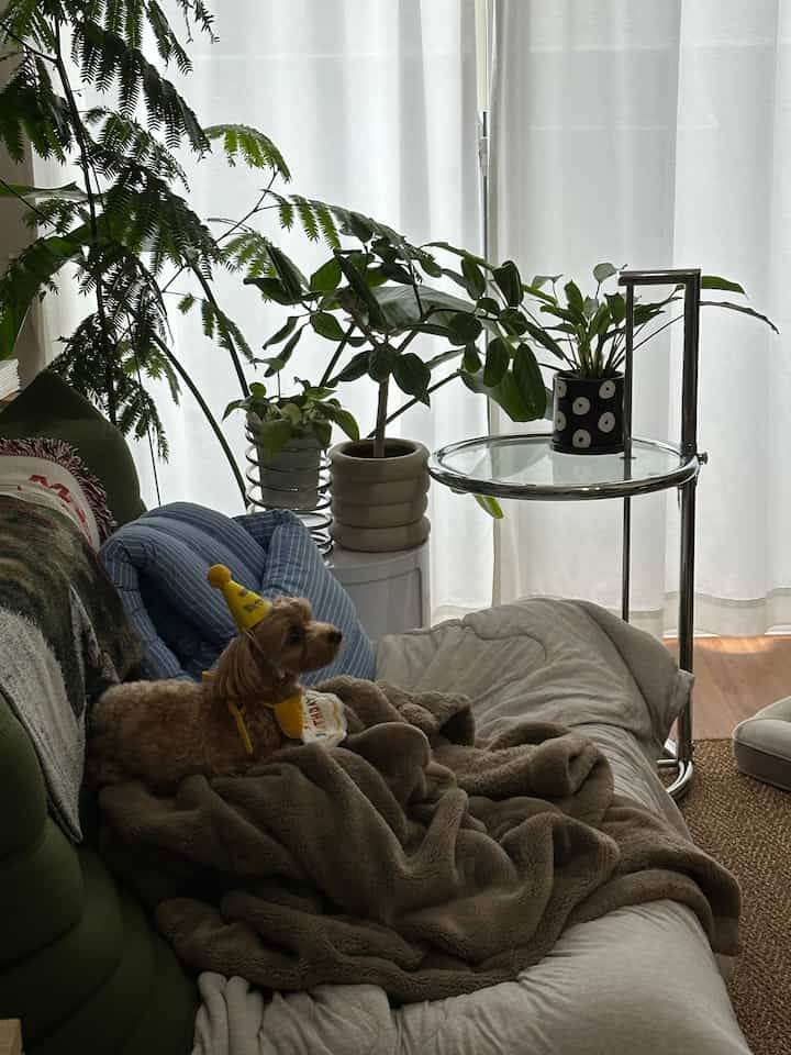 お嬢の誕生日だった
#トーゴソファ
#観葉植物 