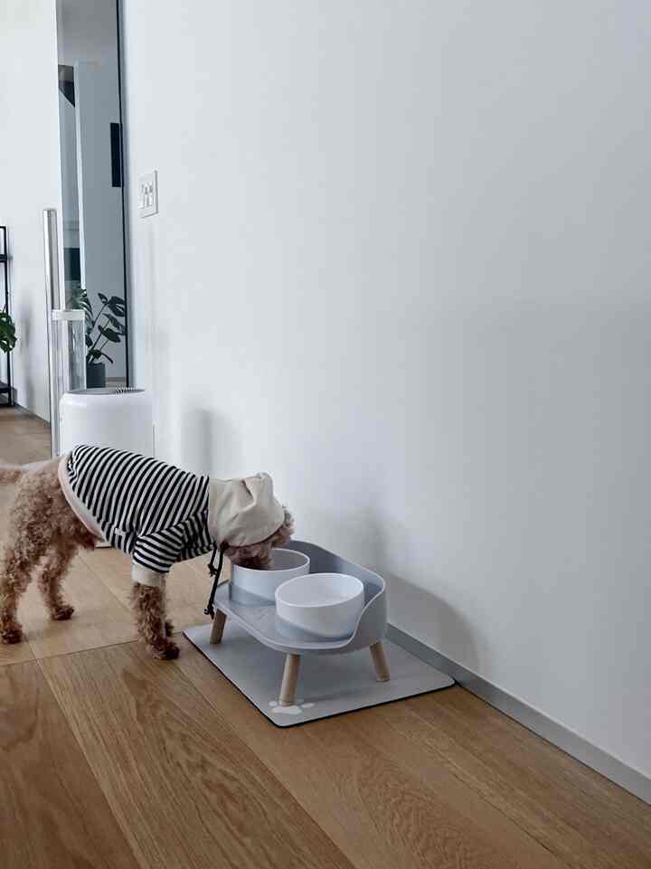 Air minum🐶
#rumah #house #roomtour #interior #dog
#Rumah dibangun dengan arsitek #犬と暮らす家 #インテリア #ルームツアー #家具
#cado #levoit