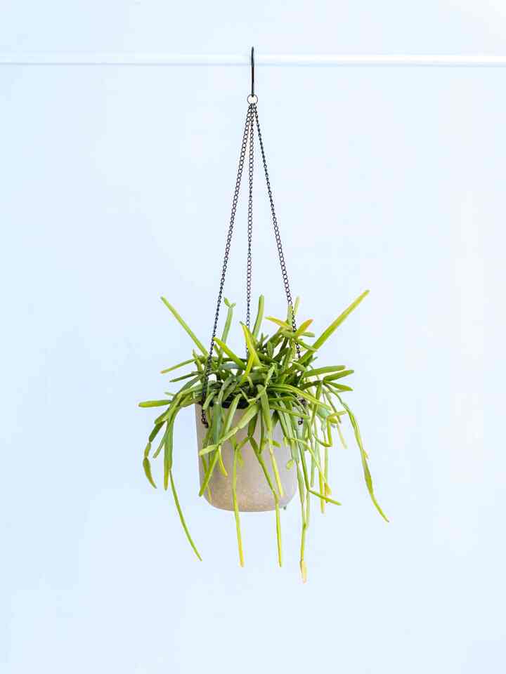 リプサリス・ミクランサ　-ハンギング-