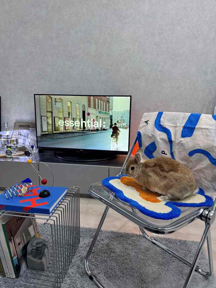 ネザーランドドワーフ5歳のリルです🐰💙
よろしくお願いします

#リビング
#リビングインテリア 
#ミッドセンチュリー 
#ミッドセンチュリーモダン 
#うさぎ
#うさぎのいる暮らし
