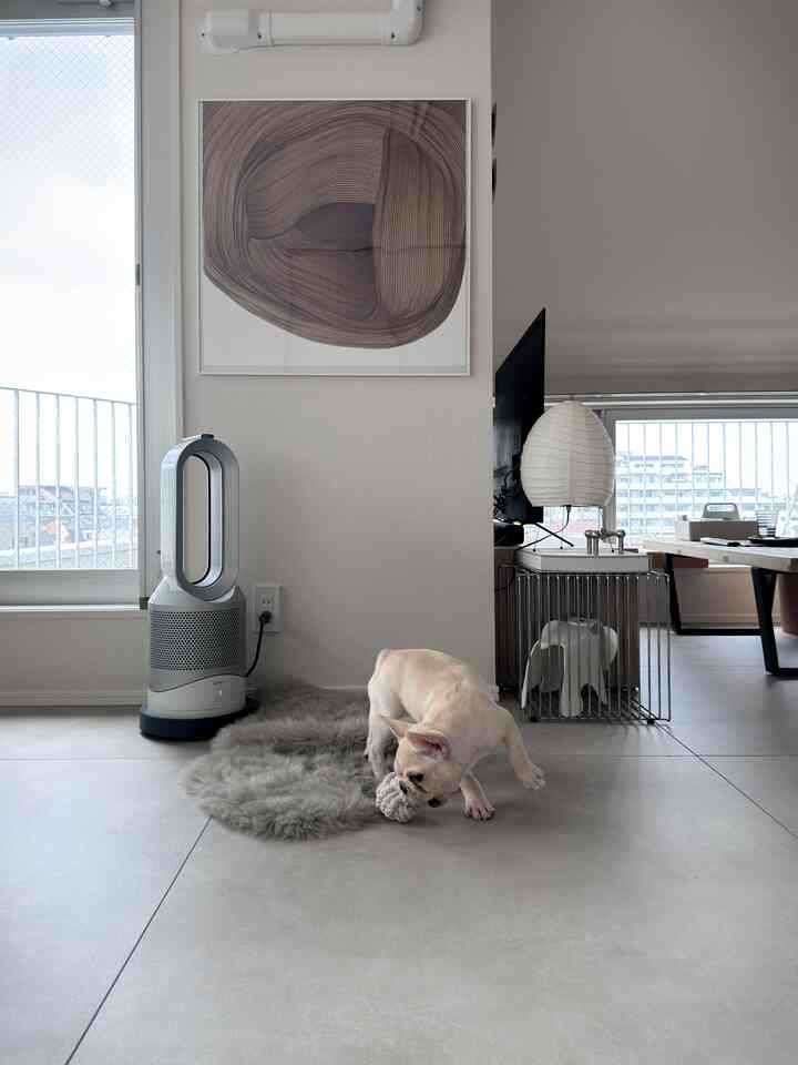 Holiday vibes 🐕

#ScandinavianInterior
#Midcentury
#MidcenturyModern
#JapanDay
#Designers
#vitra
#isamunoguchi
#akari
#montana
#stoffnagel
#eames
#dyson
#ronanbouroullec
#japan
#frenchbulldog
#frenchbulldog