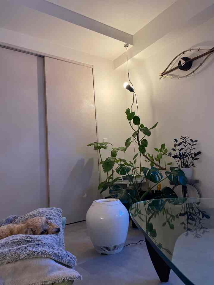 Natural-toned living room featuring a dog, plants, and modern decor creating a cozy atmosphere