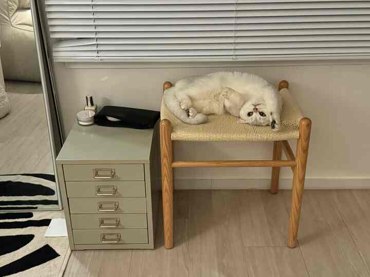 ナチュラルカラーのインテリア空間、ラタンの木製スツールと収納棚が配置されている雰囲気のある空間に猫がくつろいでいる