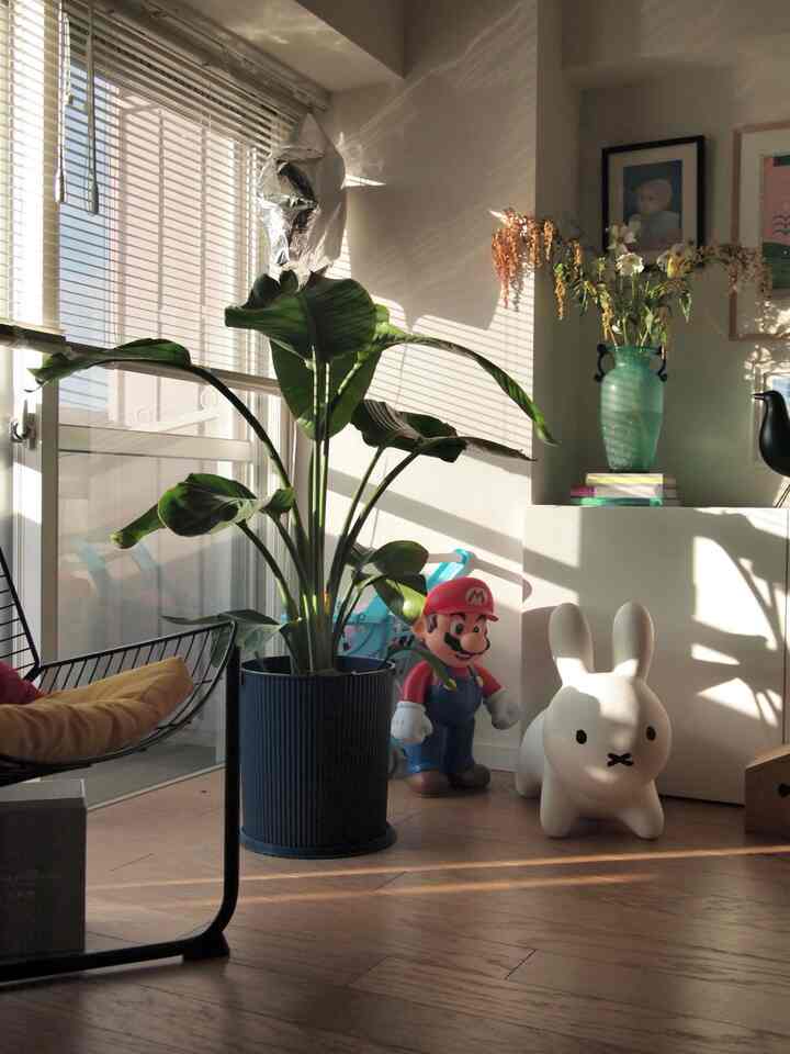 オムニウッティは鉢カバーにもなるよ🌱
#鉢カバー