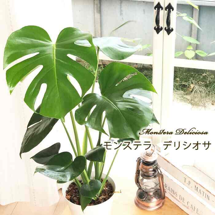 観葉植物 モンステラ デリシオサ 5号鉢