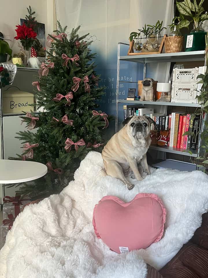 Cozy living room featuring a white sofa with a dog sitting on it and a decorated Christmas tree nearby