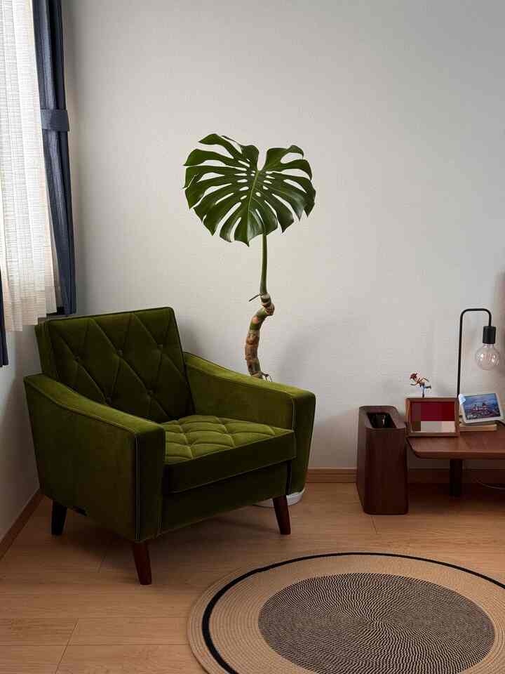 Dream sofa

#カリモク60 #モケットグリン #ロビーチェア #vintage #ラグ #ikea #googlehome #モンステラ #livewithplant #植物 #bedroom #ベッドルーム 
