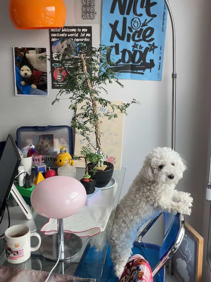 透明なガラスのテーブルと青い透明な椅子があるワークスペース、椅子の上に白い犬がいる。