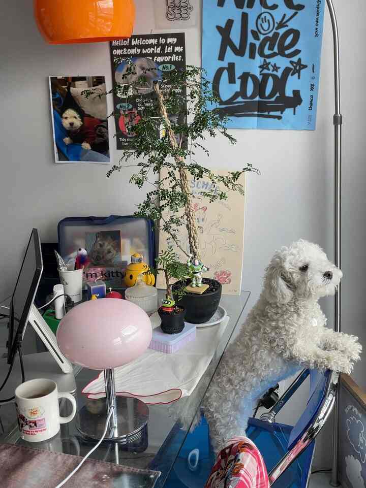 透明なガラステーブルの上にピンクのスタンドランプと小さな植物があり、右側の椅子に白い巻き毛の犬が座っているホームオフィスの雰囲気のあるインテリア