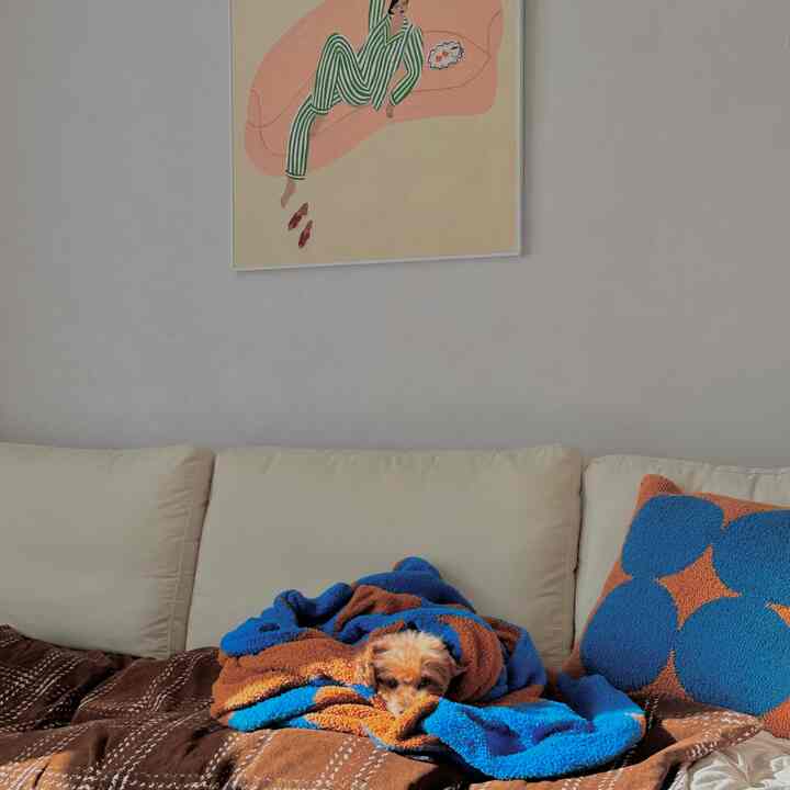 ベージュ色調のリビングルーム、クリーム色のソファの上に青と茶色のブランケットに包まれた犬がいる、温かみのある空間