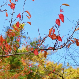 🍁🍃🍂
이번에 눈이 엄청 내려서
새하얀 겨울왕국이 된 지역도 있지만
내가 사는 이 곳은 여전히 청명한 가을이다.
아니, 가을과 겨울 사이라고 해야 할까?
며칠 전에 비해 잎이 많이 떨어졌더라..
앙상한 겨울 나무가 되기 전에
이 예쁨을 많이 많이 눈에 담아 놓을 것 :)
#사계절일기 #풍경 #일상 #일상기록
#콘수프기록 #맞팔 #맞팔해요 #콘수프기록집
#오늘의가든 #가을 #겨울 #단풍
#ftc10기이야기