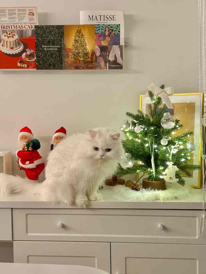 White-toned living room featuring a fluffy white cat in center, decorated with a small illuminated Christmas tree and Santa figurines on a clean cabinet