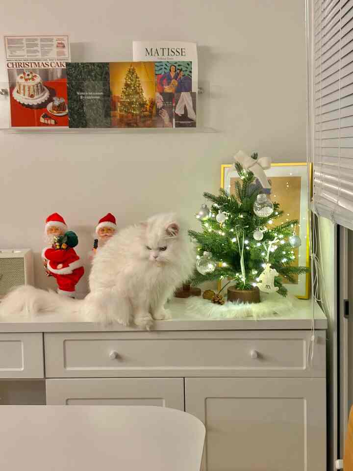Cozy wall decor space with white and natural tones featuring a Christmas tree and a fluffy cat on a white cabinet