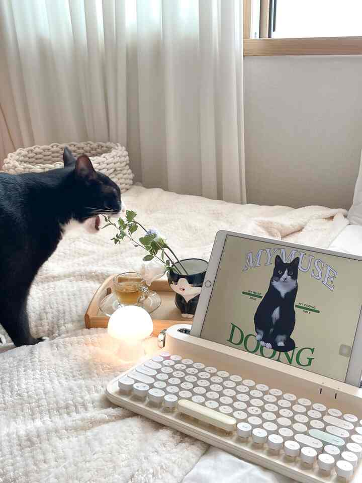 #우리집사고뭉치🪴Sik pembunuh Doongi🪴
Lihat mulutnya terbuka lebar! tertawa terbahak-bahak
Ada dua pembunuh di rumah saya.
Yang satu adalah aku, yang satu adalah Doongi.

Ketika sebuah sarang memandangi tanaman, 
Selalu buka mulut dulu haha.

Makan tanaman yang tidak boleh Anda makan
Ada saatnya saya harus buru-buru ke rumah sakit.
Hanya tumbuhan yang tidak berbahaya bagi kucing
Saya mengembangkannya sedikit demi sedikit🌱

📍Tanaman yang aman untuk kucing📍
✨ Pohon zaitun
✨ Kemangi
✨Rosemary
✨ Rumput kucing (gandum, jelai, oat)

Saya menerima buket bunga sebagai hadiah dan mengambil fotonya.
Tiba-tiba dia membuka mulutnya 
Saya sangat takut sehingga saya melindungi diri dari memakannya🫠

Melihat foto interiornya
Dengan pot dan bunga cantik
Ada banyak rumah dengan interior tanaman.
Sulit untuk memiliki pisang raja di rumah kita.

Pengacau rumah kita!
Jangan makan apa pun haha.

#Kucing hari ini #고양이 #집냥이
 #ftc9기이야기 
#Komunikasi #소통해요 #소통환영 
#Pertandingan Kembali #맞팔환영 
#Ikuti saya #맞팔소통 
#Sup Jagung #콘수프기록
#ButlerKehidupan Sehari-hari 
#Pembunuh Tanaman #식물킬러
#hewan peliharaan #고양이