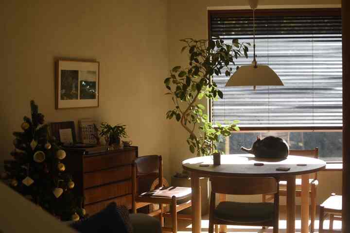 温かみのある木目調と緑の植物が調和したダイニングルーム、丸いテーブルの上で猫がくつろぐ雰囲気のあるインテリア