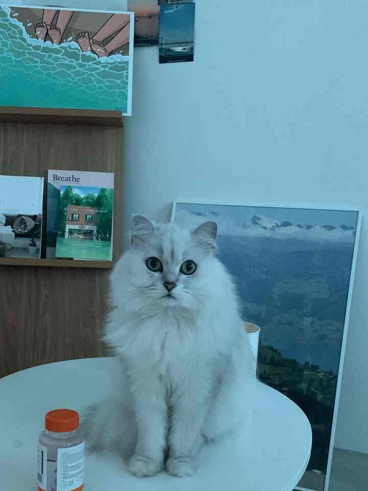 最近はアップロードするコンテンツも落ちています🥹
ウェルカムミッションが終わってからなぜこんなに許したのでしょうか？
彼らは誇りに思うでしょう。
冬になるからバラダンがよく現れていますね☺️
ニャンたち…高価な息吹を買ってみたら…  #맞팔 #냥테리어 #냥집사 #1인가구인테리어 