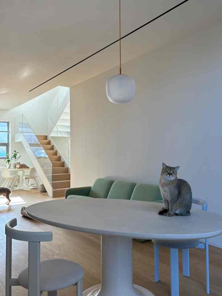 ホワイトと木目調の調和が美しいミニマルなダイニングルーム、テーブルと窓際に猫と犬がいる温かみのある空間