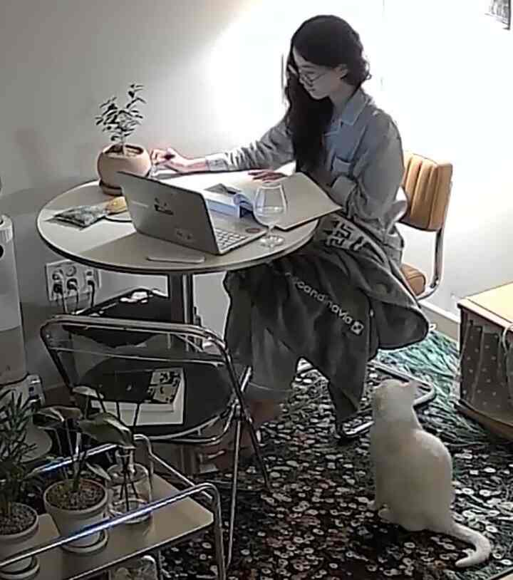 ナチュラルな色調のワンルーム書斎、丸いダイニングテーブルと透明な折りたたみ椅子、白い猫と植物が配置された落ち着いた雰囲気のインテリア