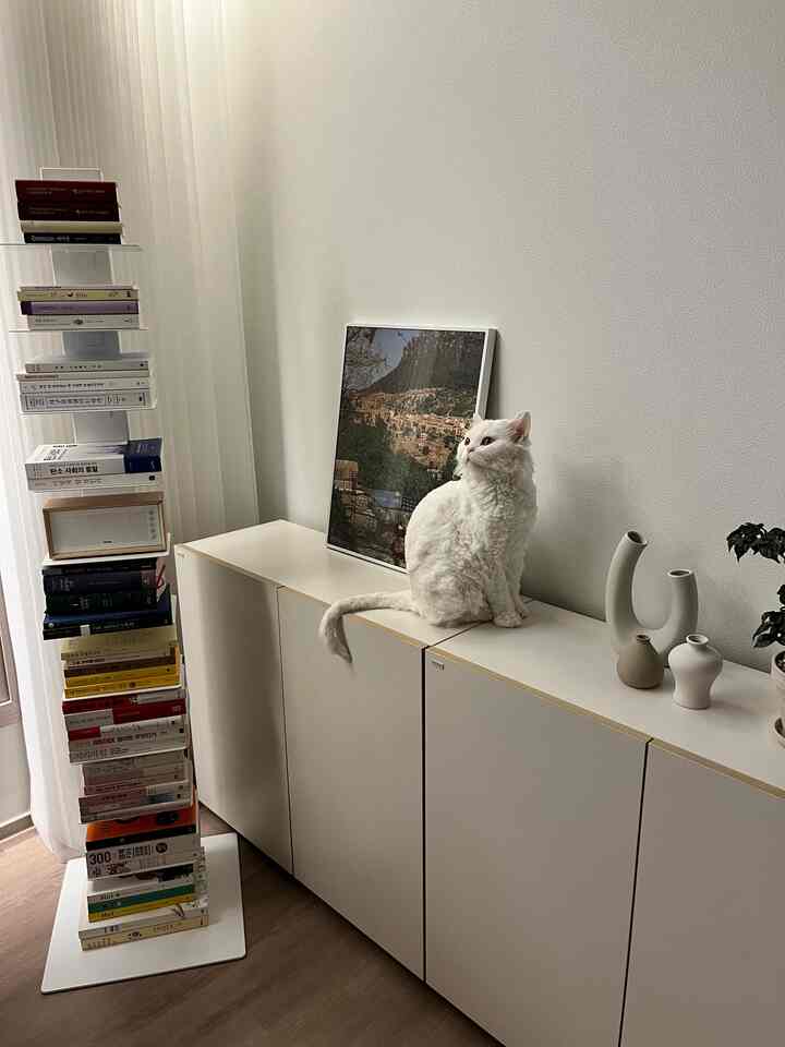 White and wood tone living room featuring a white cat sitting atop storage cabinets, bookshelf stacked with books, and minimal decor in a tidy space