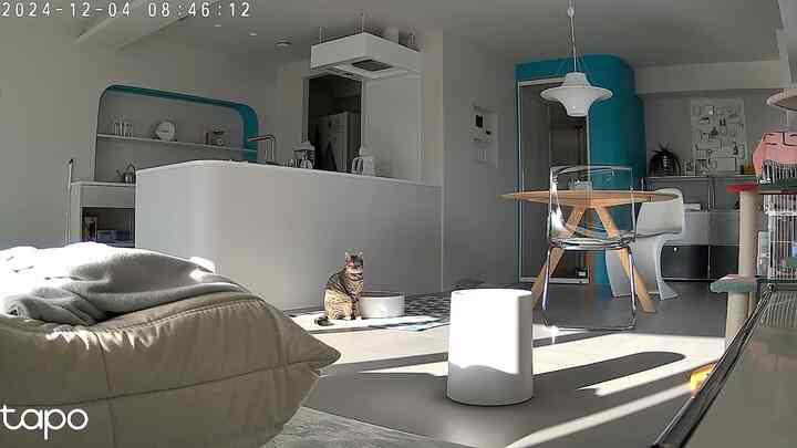 Natural and white toned living room featuring a transparent chair, round dining table, cat tower, and a cat in a simple, airy space