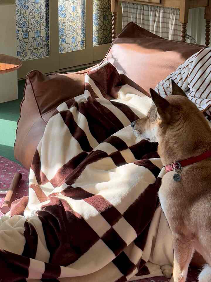 茶色のレザーのビーズクッションソファと茶色のストライプのブランケットが置かれ、犬がいる自然な雰囲気のリビング