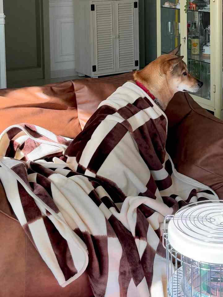 Cozy living room featuring a brown leather bean bag sofa with a checkered blanket wrapped around a dog sitting on it