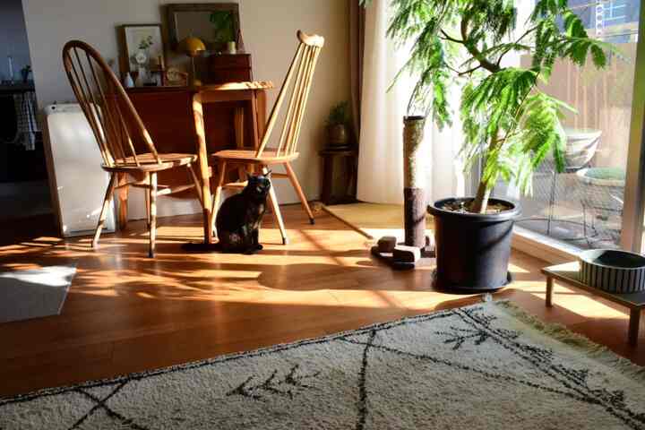 暖かい木目調と自然光が満ちるダイニングルーム、植物と猫用スクラッチャーが配置された雰囲気のある空間