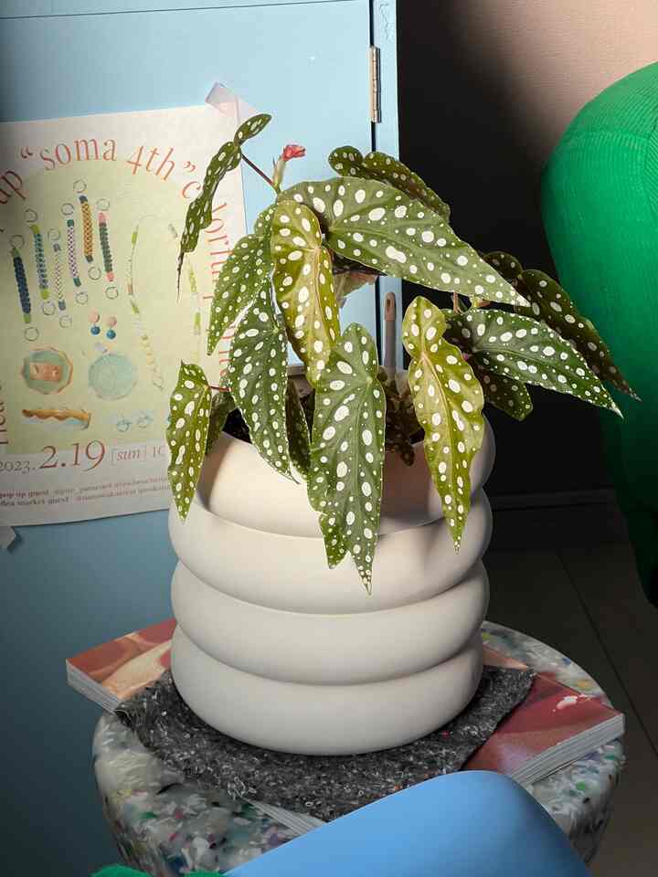 木立ベコニアマクラータ🪴
夏の旅行から帰って葉っぱが全部枯れて、一時はどうなるかと（2枚目）思ったけど、立派に成長してくれました🥹👏🩷

#木立ベコニア #ベコニア #観葉植物 #プランター