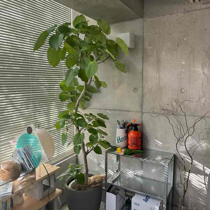 Natural gray concrete wall corner featuring large green foliage plant, metal shelf with vase, creating a modern natural interior space