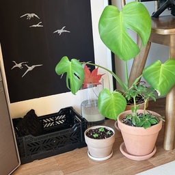 #오늘의가든 바질이 드뎌 뽀짝뽀짝 🌱🚛
엄청 느렸는데, 정말 물을 많이 줘야했네요 햇빛도 많이 먹고, 오가든 어떻게 새단장될지 기대되요 ! 
남편이 구해온 단풍잎이 부채처럼 엄청 큼지막하게 잘 말랐어요🍁 
혹시 요 포스터 구매하시면 터치없이 바로 액자에 넣으시는 거 추천해요 ! 루니 털이랑 먼지 턴다고 휴지로 한번 사악- 했더니 잉크가 저렇게 날렸어요 !
 작은 사이즈로 액자에 다시 넣어보고픈 그림🖤
#식린이 #바질키우기 #홍콩야자 #토분 #독일토분 #액자인테리어 #포스터 #풍수그림 #식물일기 #맞팔 #콘수프기록
