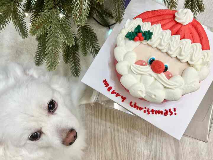 ＃執事日常＃コンスープ記録

注文したクリスマスケーキの横に
私の家はこの動物の一匹です。
男の子は無邪気な性格です。 
ケーキの欲が安くない子供です。 

横に置いてみると鼻が赤くて＃ルドルフst。 🦌

女の子は食欲の魔王です。 
ケーキに近づくには危険すぎます。 
とてもツーショットを撮る必要があります…😅

#ミリークリスマス #クリスマス #christmas #xmas 
＃私のお金の内装＃毎日＃セルフインテリア＃家の装飾＃オンラインハウス＃ftc10のストーリーペットナッツは家＃ペット犬日常
