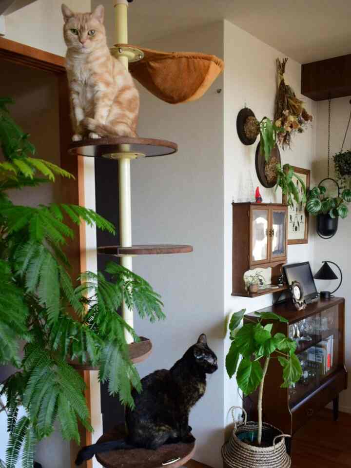 Natural and vintage-toned living room featuring a cat tower with two cats, various plants, and wood-tone furniture creating a cozy interior