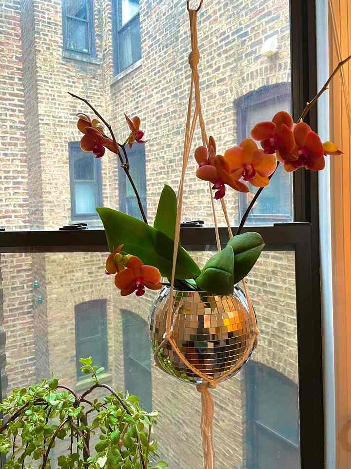 I've been looking for ways to brighten my previously boring window and this disco planter is PERFECT. Great size and it refracts light well when the sun shines through.
 #HomeDecor #PlantLover #MirrorBallMagic 