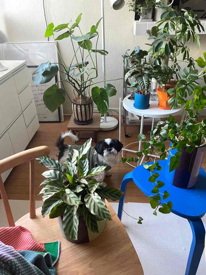 ナチュラルな雰囲気の1LDKリビング、キャビネットと多様な観葉植物、犬がいる温かみのある空間