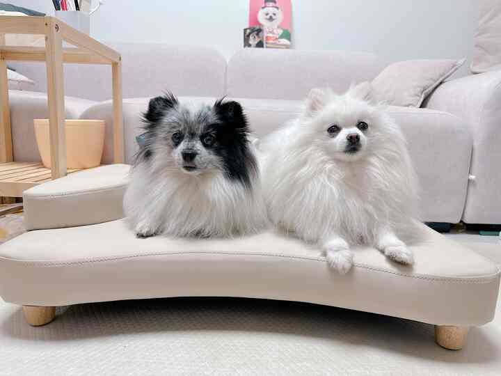 ルシド ペット ベッド［3色・2サイズ］を使ったコーディネート 1