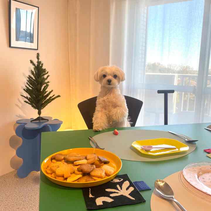 Bright dining room with green table and yellow dishware under natural light, white dog seated on black dining chair at center