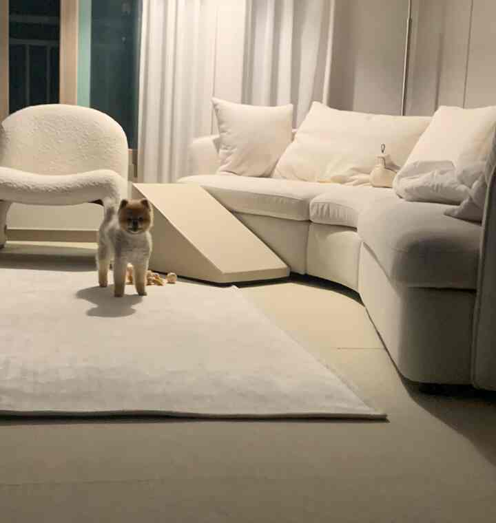 白とベージュの色調のリビング、ラージソファとアームチェア、ペット用ステップと犬が配置された雰囲気のあるインテリア