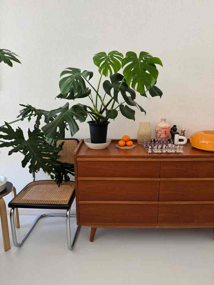 白い背景のリビング空間に木目調のチェストとラタンの椅子が配置され、大きな観葉植物が空間に彩りを添えている