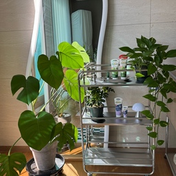 #오늘의우리집 #콘수프기록 #콘수프 저희집 초록이들 자랑을 해봅니다. 오늘의가든에서 받은 스키답서스랑 홍콩야자가 이렇게 잘 자라고 있어요. 너무 예뻐서 자랑을 안할수가 없네요 💚최근에 구매한 트롤리에 올려두니 아주 딱이에요!! 그리고 겨울 햇살이 따스하게 들어오는 오후가 참 좋아요~
#오늘의가든 #트롤리 #식집사 #식집사일상 #초보 #식물일기 #식물인테리어 #플랜테리어 #거실 #거실인테리어 #거실꾸미기 #햇살좋은날 #햇살맛집 #맞팔 #맞팔환영 #맞팔해요 #전신거울 #쇠테리어 #쇠테리어소품 