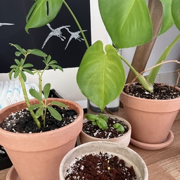 요 귀여운 친구들 어찌할꼬 
날씨가 추워지니 바질이 정말 키우기 어렵네요.
뒤에 보이는 바질 3줄기 중에 한 줄기만 쑥쑥 자라고 있고, 나머지는 힘이 없어서 걱정이에요. 
앞에 새로나온 새싹들도 바질인데, 씨앗을 다섯 개 정도 심었는데, 2개가 쏘옥 ! 힘 좋게 올라왔어요. 저도 얼른 수확해 보고싶지만 그저 잘 버텨내기를 
#오늘의가든 #토분 #이태리토분 #독일토분 #식린이 #홍콩야자 #몬스테라 #몬스테라물꽂이 #몬스테라가지치기 #바질키우기 #바질 #분갈이세트 #맞팔 #콘수프기록