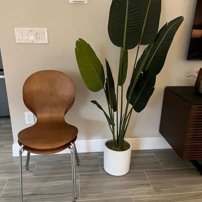 Elevating my space with this stylish chair and a touch of greenery! 🌿✨ Nothing like an indoor plant to bring life and vibrancy to a cozy corner. #HomeDecor #PlantLover #StylishSpaces