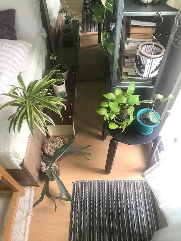 ナチュラルカラーと木目調が調和したワンルームの寝室、多様な植物と白い寝具が落ち着いた雰囲気を演出する空間