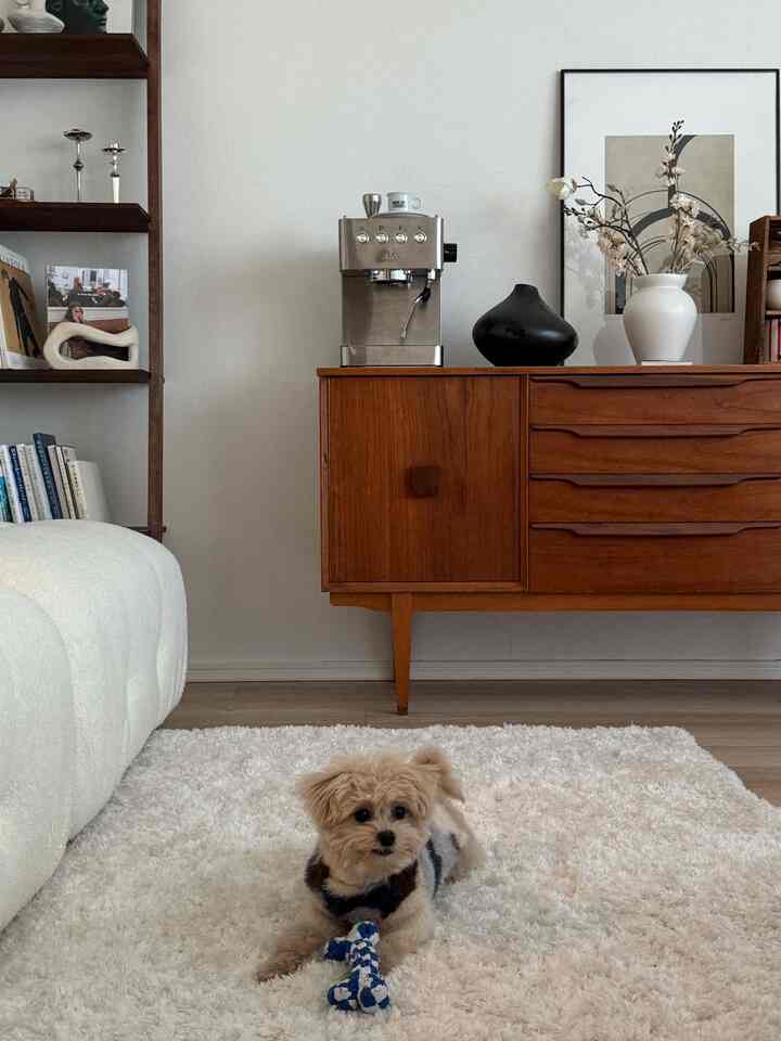 White and wood-toned living room featuring cream sofa and rug with a relaxed dog lounging comfortably, natural modern atmosphere