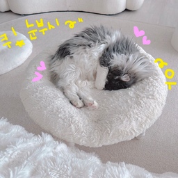 #콘수프기록 #내돈내산 #대형극세사원형방석
꺄아아아~~~😻😻😻
저는 냥이들이 저렇게 발로 눈 가리고 잘 때
넘넘 귀여워요~~~😻😻😻
마치 “아쿠! 눈부시!” 하면서
발로 눈 가리는 것 같은~ ^^
아빠냥 우유가 자고 있는 모습입니당~💛
“대형 (65cm) 극세사 원형 방석” 
소개해 드릴게욤~💛
부드럽고 푹신한 착용감~
이미 눈으로 포근해져버려요~ ^^
컬러는 그레이, 베이지, 아이보리, 코코아, 핑크 5가지인데,
저는 당연히~ 아이보리 입니당~ ^^
세탁기 세탁 가능하구욤~ ^^
보통 일반 의자에 맞는 40cm 크기의 방석은 많은데
커다란 대형 방석은 찾기가 쉽지 않았어요~
냥이들을 위해 준비해 주려는거였는데,
저희 집 냥이들은 노르웨이숲 종으로 대형묘라 
사이즈가 큰게 필요했거든요~
11kg 뚱냥이 딸기도 올라가서 넉넉하게 잘 이용하고 있어요~
양면이 동일한 디자인으로 되어 있어 
앞•뒷면을 모두 사용할 수 있는 
활용도 좋은 제품이에요~
올록볼록 퀼팅 처리가 되어 있어 
시각적으로도 밋밋하지 않고, 
미끄러지지 않아 착용감도 더 좋은 것 같아요~
사람이 사용하기에 물론 좋지만~
반려 동물들이 쉬기에 너무너무 좋은 방석이에요~
저희 집 냥이들이 요기 위에 올라가서 자는 모습 보면
너무 포근해보여요~😻😻😻
바닥에 그냥 툭 던져만 둬도
포근한 인테리어 한 스푼 추가에욤~ ^^
#프렌치인테리어 #화이트인테리어 #거실인테리어
#고양이 #일곱냥집사 #반려묘 #집사 #집사일상 #맞팔
#거실 #거실꾸미기 #러그 #대형러그 #타원러그 
#몽글몽글담요 #구름담요 #와플담요 #극세사담요
#원형방석 #대형방석 #노르웨이숲 #놀숲 #낮잠자는고양이
#집사의집 #집사인테리어 #냥템 #낭테리어